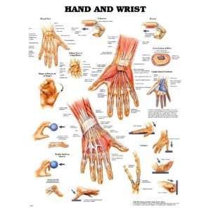  Hand and Wrist Anatomical Chart