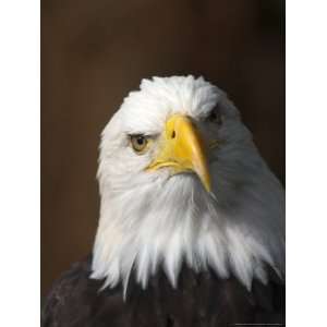  of a Northern American Bald Eagle National Geographic Collection 