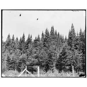  Fir trees near Mount Pleasant House,White Mountains