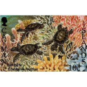  Cayman Island Baby Sea Turtle Stamp Print (Reproduction) 6 