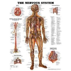 Nervous System Anatomical Chart Plastic Styrene  