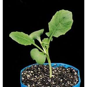   Hairless Non Purple Stem Seed, Pack of 50 Industrial & Scientific