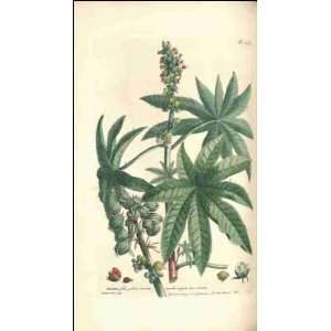  Reprint Ricinus 1771