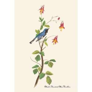  Black Throated Blue Warbler 24X36 Giclee Paper