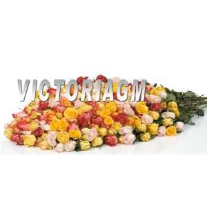 14 Dozens (168 Stems) Assorted Color Roses  Grocery 