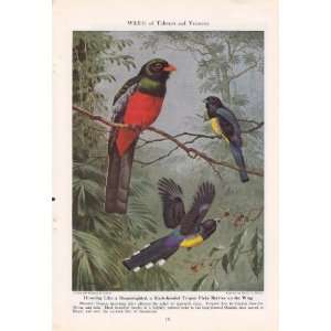 1945 Hummingbird & Bleack headed Trogon   Walter A. Weber Vintage Bird 