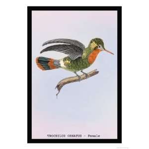 Hummingbird Female Trochilus Ornatus Giclee Poster Print by Sir 