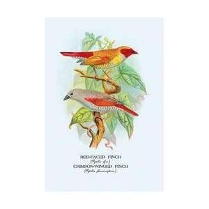  Red Faced Finch Crimson Winged Finch 24x36 Giclee
