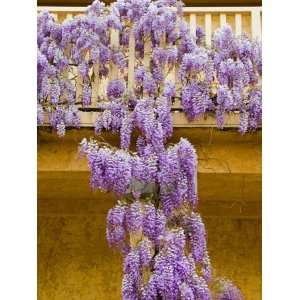 Wisteria Blooming in Spring, Sonoma Valley, California, USA Stretched 