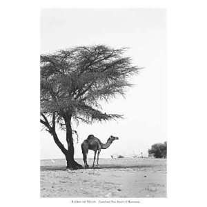  Camel And Tree, Desert Of Mauritania By Alexis De Vilar 