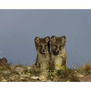  National Geographic, Two Young Foxes, 16 x 20 Poster Print 