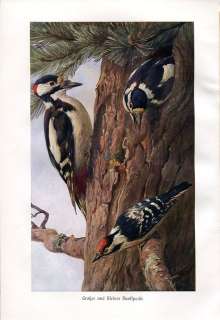 c1900 Brehms WOODPECKER BIRDS Antique Print W.Heubach  