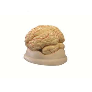  8 Part Deluxe Brain Model Human Anatomy 