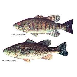   Classification Poster, Bass Fishing, Largemouth Bass, Smallmouth Bass