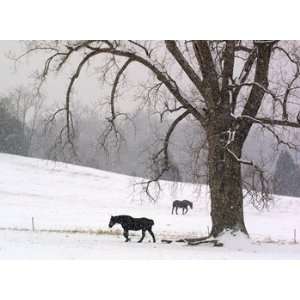  Snow At Horse Farm