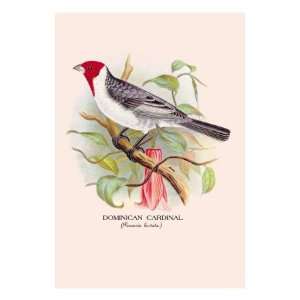  Dominican Cardinal by Arthur G. Butler, 24x32
