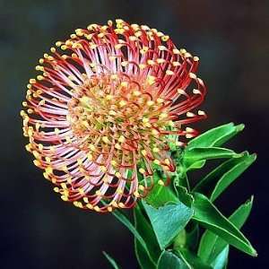  Nodding Pincushion Protea 10 Seeds   Protea cordifolium 