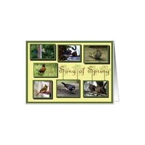  Songbird Collage collection of seven song birds Card 