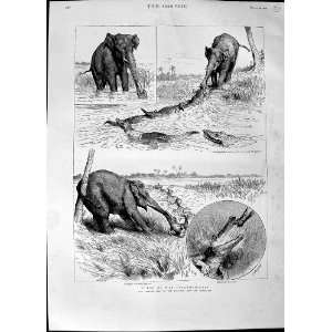   1890 Elephant Crocodile Fight River Wild Animals Print