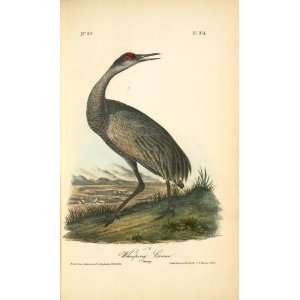   James Audubon   24 x 40 inches   Wooping Crane. Young