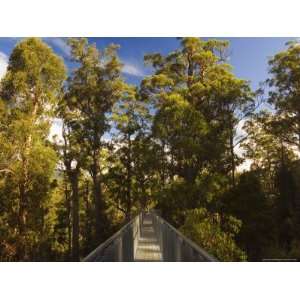  Airwalk, Tahune Forest Reserve, Tasmania, Australia 