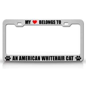 MY HEART BELONGS TO AN AMERICAN WIREHAIR Cat Pet Auto License Plate 