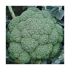  SeedsDirects Arcadia Broccoli Seeds 20 Pack   Brassica 