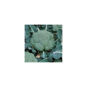  Broccoli Belstar Hybrid Organic Seeds Patio, Lawn 