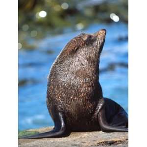  New Zealand Fur Seal, Shag Point, Otago, New Zealand 