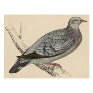 Stock Dove (Columba Oenas) So Called Because it Likes to Nest in the 