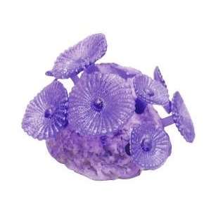 Miracle Clear Mushroom Anemone   Size 3 x 3 x 3  Kitchen 