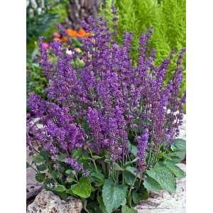 Endless Love Blue Salvia   Meadow Sage   Potted