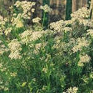  Caraway Herb  25 Seeds Patio, Lawn & Garden