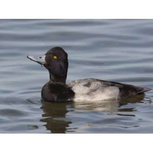  Lesser Scaup, Aythya Affinis, Lifting its Head Up from 