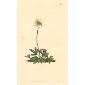   Antique Botanical Engraving of the White Anemone
