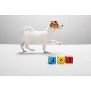  Jack Russell Puppy and Building Blocks Spelling Dog   Peel 
