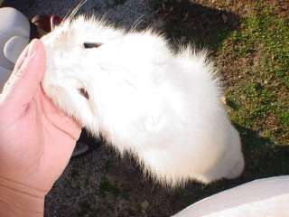 Arctic Fox Fur wild tanned hide/mountainman/taxidermy  
