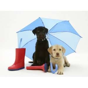 Yellow and Chocolate Retriever Pups with Wellies under a Blue Umbrella 