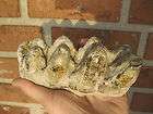 petrified white teeth of prehistoric mammal monster dinosaur fossil 6