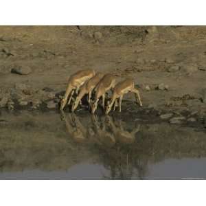  Alert and Timid Small Herd of Impalas Drink at a Waterhole 
