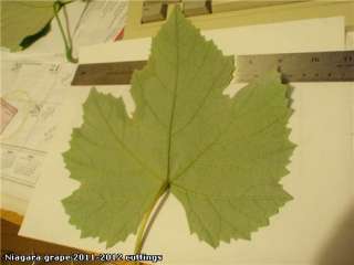 10 Niagara UnRooted Grape Cuttings Grow your own  