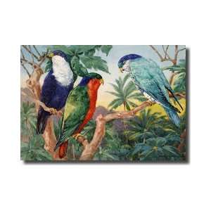  Three Brushtongued Parakeets Sitting On Branches Giclee 