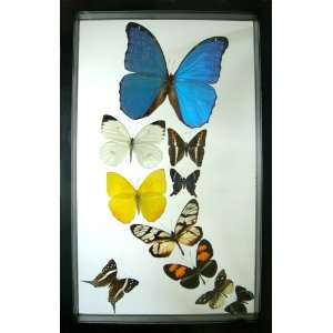  Morpho Rey Mounted Butterfly Art 