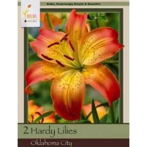   Farms Asiatic Lily Oklahoma City Pack of 2 Bulbs Patio, Lawn & Garden