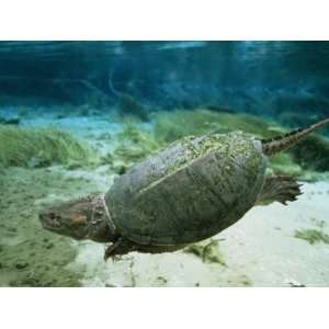  An Algae Dappled Snapping Turtle Swimming in a Clear 