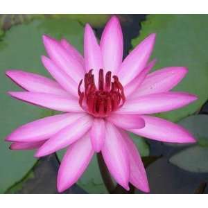    PINK NIGHT WATER LILY POND PLANT 5 seeds Patio, Lawn & Garden