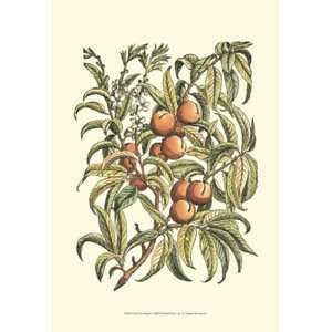   Tree Branch   Poster by Duhamel De Monceau (13x19)