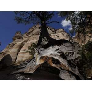  Rock Formations and an Ancient Tree in a Canyon Stretched 