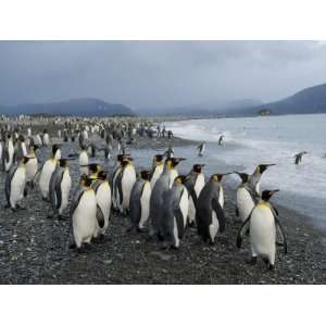 King Penguins, Aptenodytes Patagonicus, in a Massive Rookery Stretched 