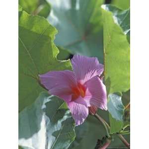  Flower Growing Along Tapanti River, Tapanti National Park 